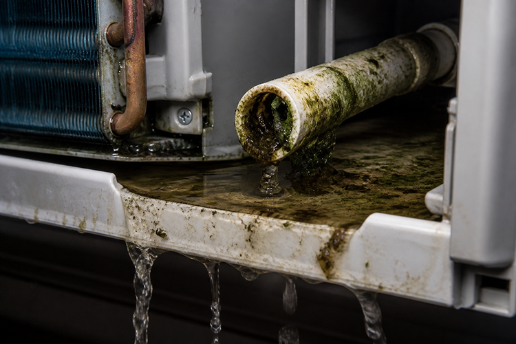 Blocked AC condensate drain line covered in mold and algae, a common cause of air conditioning units leaking water inside the home.