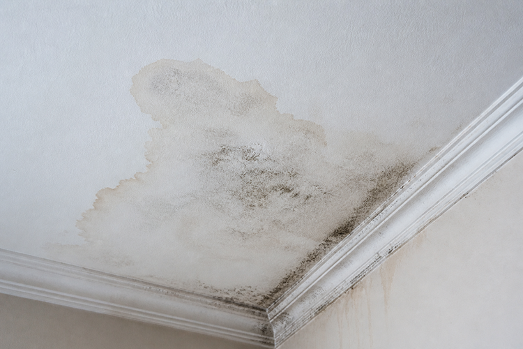 Ceiling mold and water damage caused by an untreated leaking air conditioning unit, highlighting the risks of ignoring an AC water leak.